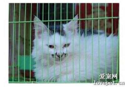 如何正确照顾小猫以防止其关笼子时叫唤缩略图