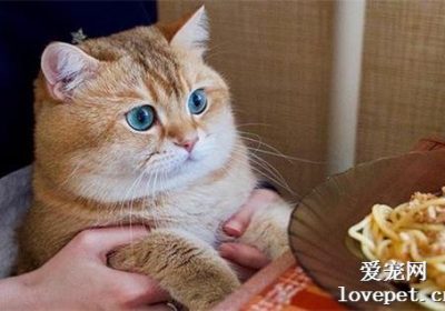 猫咪理想食量指南：如何确定您家猫咪的进食量？缩略图