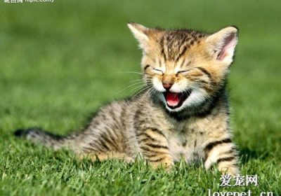 猫咪为何出现乱尿行为？缩略图