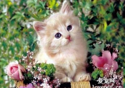猫球虫病的概述与治疗方法缩略图