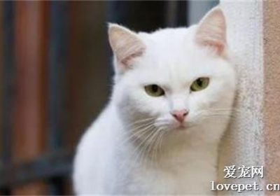 猫咪因毛球引起的胃炎是怎么回事？缩略图