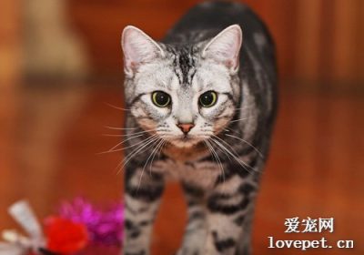 小猫颈部肿块成因探究缩略图