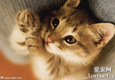如何处理猫咪泪痕问题以恢复其魅力缩略图