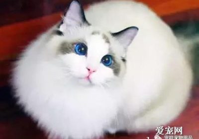 猫的下巴脓肿要警惕！缩略图