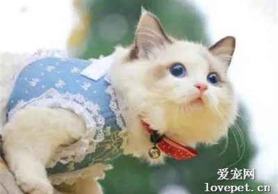 给猫修剪指甲有哪些益处？缩略图