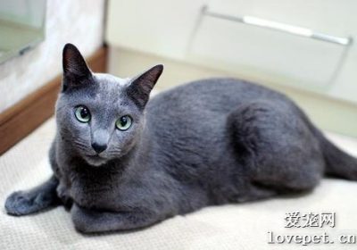猫咪流产可能的原因有哪些？缩略图
