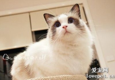 猫咪受空调影响的健康表现有哪些？猫咪遭遇空调问题时的应对措施？缩略图