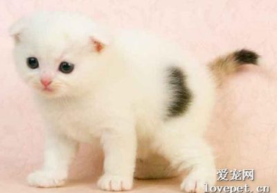如何识别猫咪是否感染耳螨及其特征？缩略图
