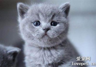 科学喂养小奶猫断奶后注意事项缩略图