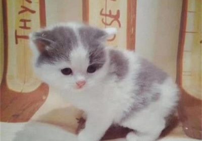 如何科学地为小奶猫断奶缩略图