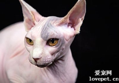 你知道如何应对无毛猫的猫癣问题吗？缩略图