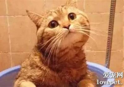 猫咪腹泻成因与应对策略缩略图
