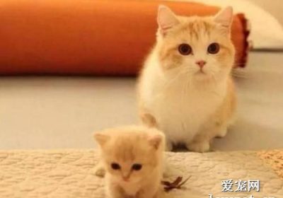 猫咪肠梗阻小常识缩略图