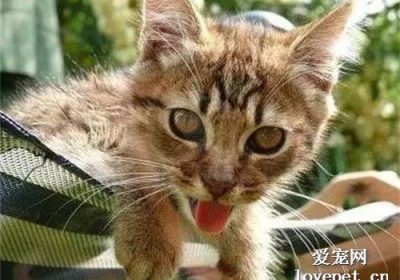 猫咪中暑的迹象：如何实施解热措施以救助你的猫？缩略图