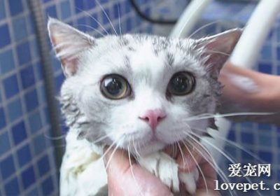 猫咪洗澡次数的科学指导缩略图