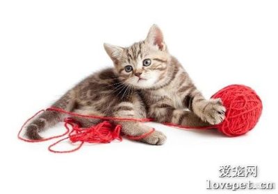 猫偏好的娱乐物品有哪些？缩略图