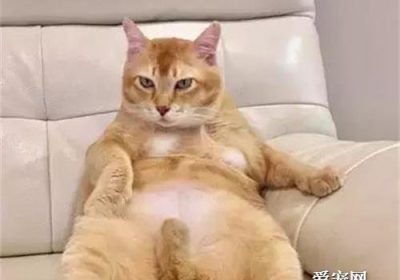 为什么橘猫往往容易增重？缩略图