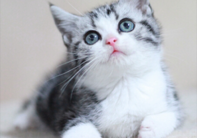 猫是否为色盲？缩略图