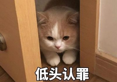 如何让猫认识到自己的错误？缩略图
