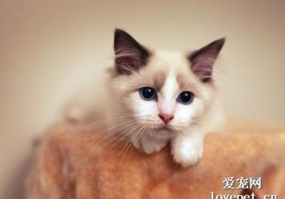 猫咪普遍的皮肤病及其相应症状缩略图