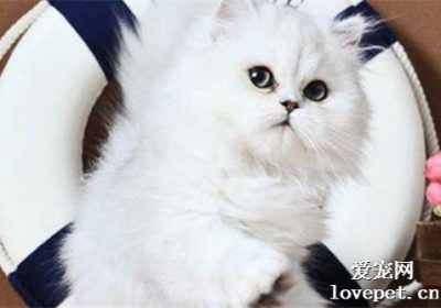 猫爪热是一种什么样的疾病 感染猫爪热后的表现有哪些缩略图