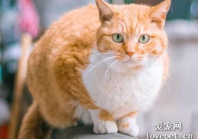 猫瘟病毒感染症状及高发季节分析缩略图