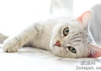 猫便秘的治疗与促进排便的食物选择缩略图