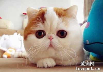 解决猫咪食欲不振的方法和原因分析缩略图