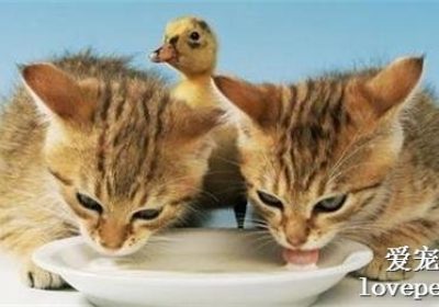 如何让猫咪乐于饮水缩略图