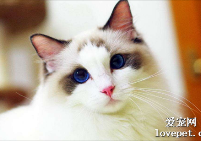 猫咪护毛营养秘诀缩略图