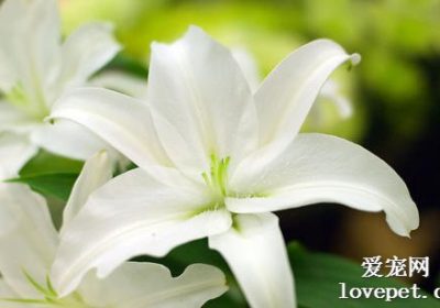 四种对猫有害的常见植物，请避免饲养缩略图
