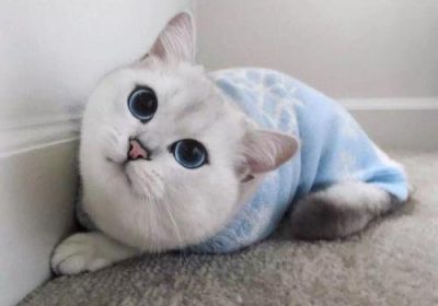 猫咪消化不良便秘如何应对？缩略图