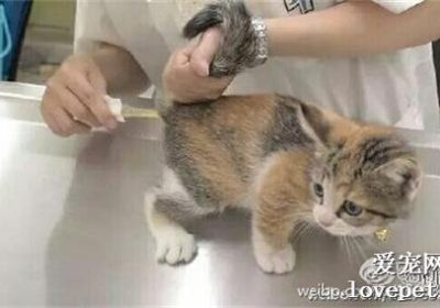 如何为猫测量体温缩略图