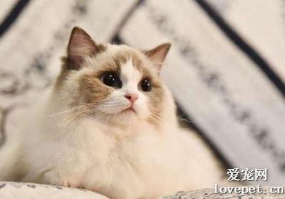 如何识别布偶猫的怀孕迹象？缩略图