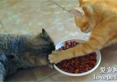 如何纠正猫咪的护食行为？缩略图