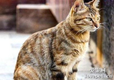 猫脓皮病症状揭秘缩略图