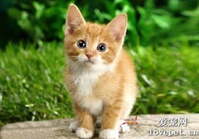 猫咪肾功能衰竭的表现包括哪些 猫可能出现异常的排便情况缩略图