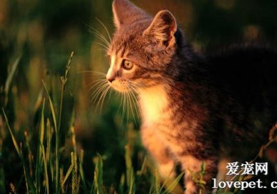 如何防止家猫侵害室内植物？缩略图