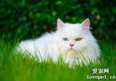 猫眼疾：青光眼与白内障的区分与治疗策略缩略图