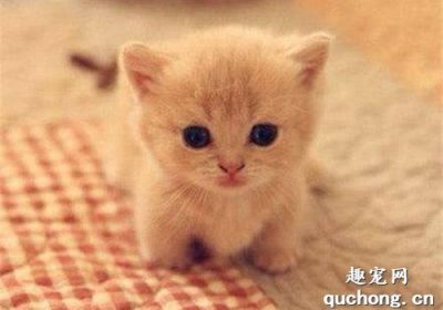 如何应对冬季小猫频繁吐黄水的情况？缩略图