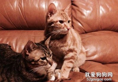 猫咪应在性成熟期进行配种缩略图