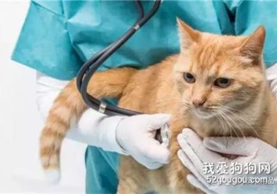 猫咪血尿成因解析缩略图