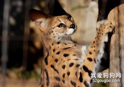 如何饲养热带草原猫：薮猫的饲养须知缩略图