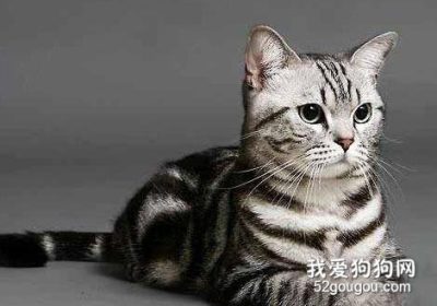猫咪吐黄水应如何选择药物治疗取决于具体情况缩略图