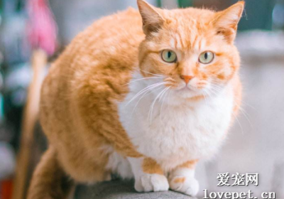 如何帮助过度肥胖的猫咪有效减重：四招简便减肥策略缩略图