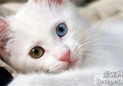 医生通常不会透露的猫白内障治疗真相缩略图