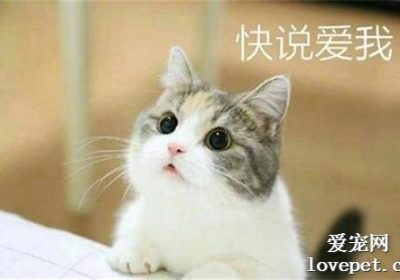 如何有效治疗猫的青光眼？是否需要进行眼球摘除手术？缩略图