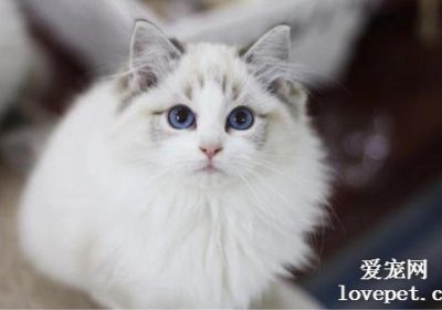 如何应对猫咪因护食而咬人的行为？缩略图