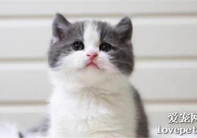 绝育后的猫咪出现便秘应如何处理？缩略图