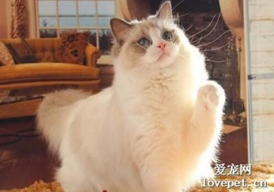 怎样帮助猫咪在新环境中感到舒适缩略图